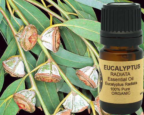 Eucalyptus Essential Oil (Radiata) Organic 5 ml,